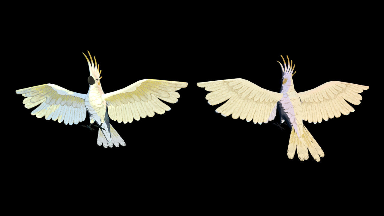 The Cockatoo from chapter 5's Observation Room memory. I created this model and animated it for that sequence.